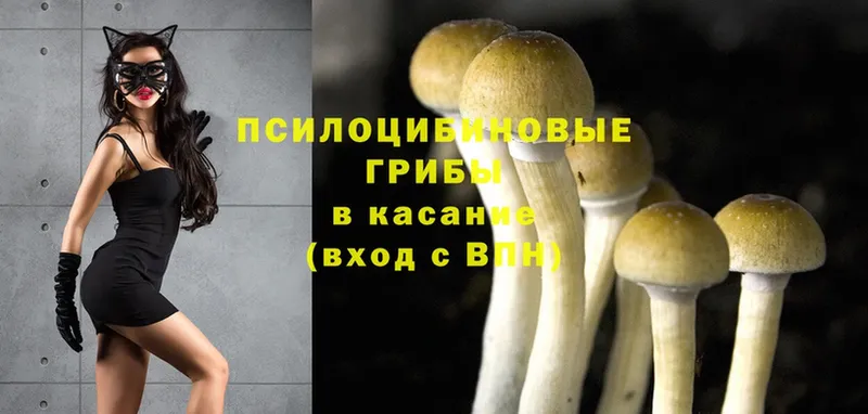 Галлюциногенные грибы MAGIC MUSHROOMS  Жуковский 